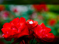 guestbook_arjona_11
